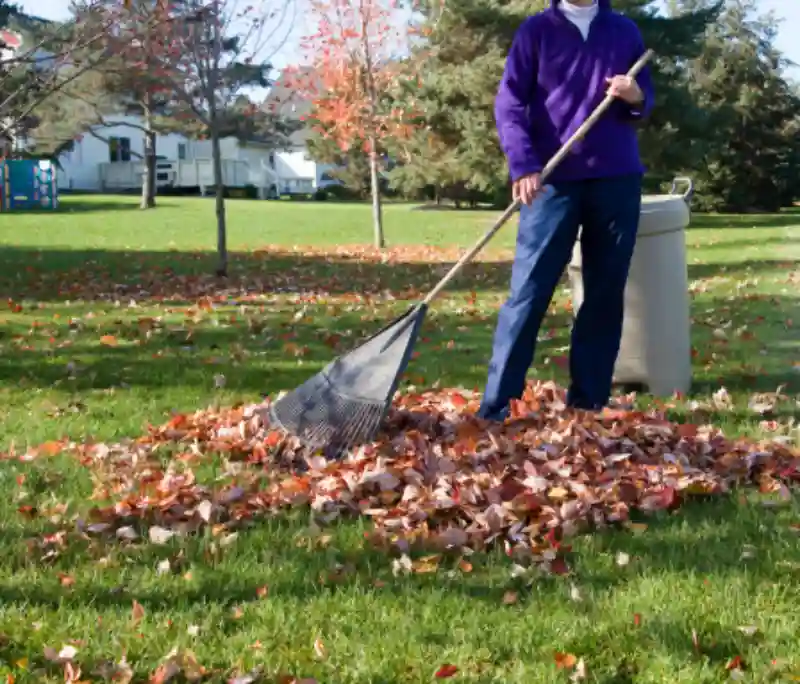 Professional Yard cleanup Service in Renton, WA 